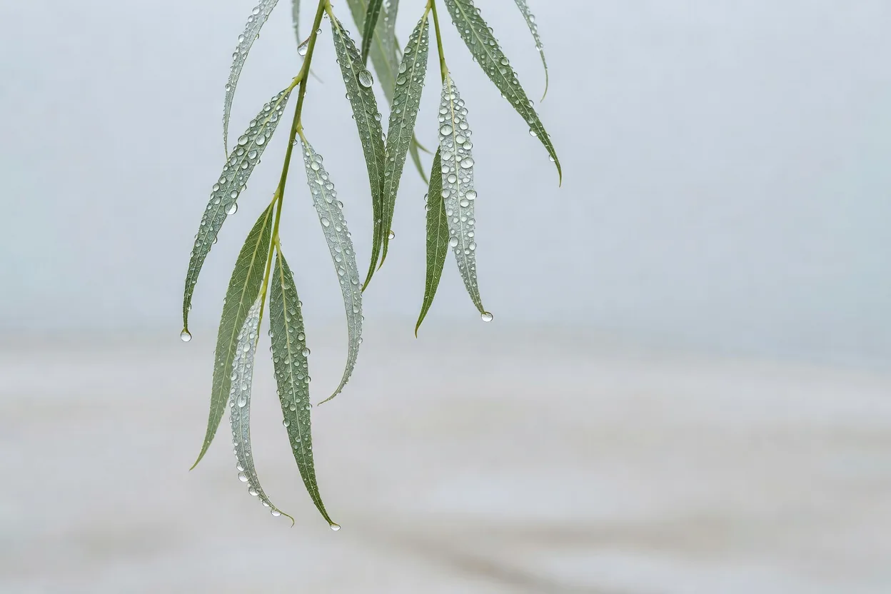 雨粒の柳葉